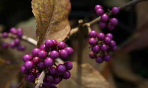 crop_berry.jpg
